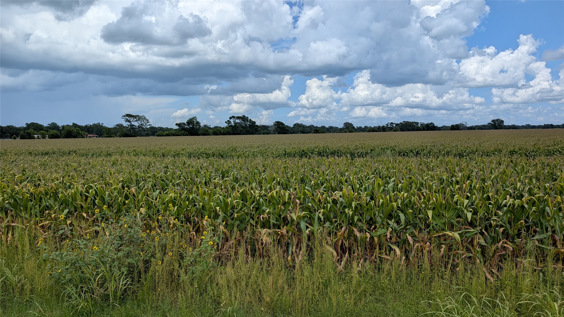 4220 Lees Lane Wharton, TX 77488 - Photo 5 of 9