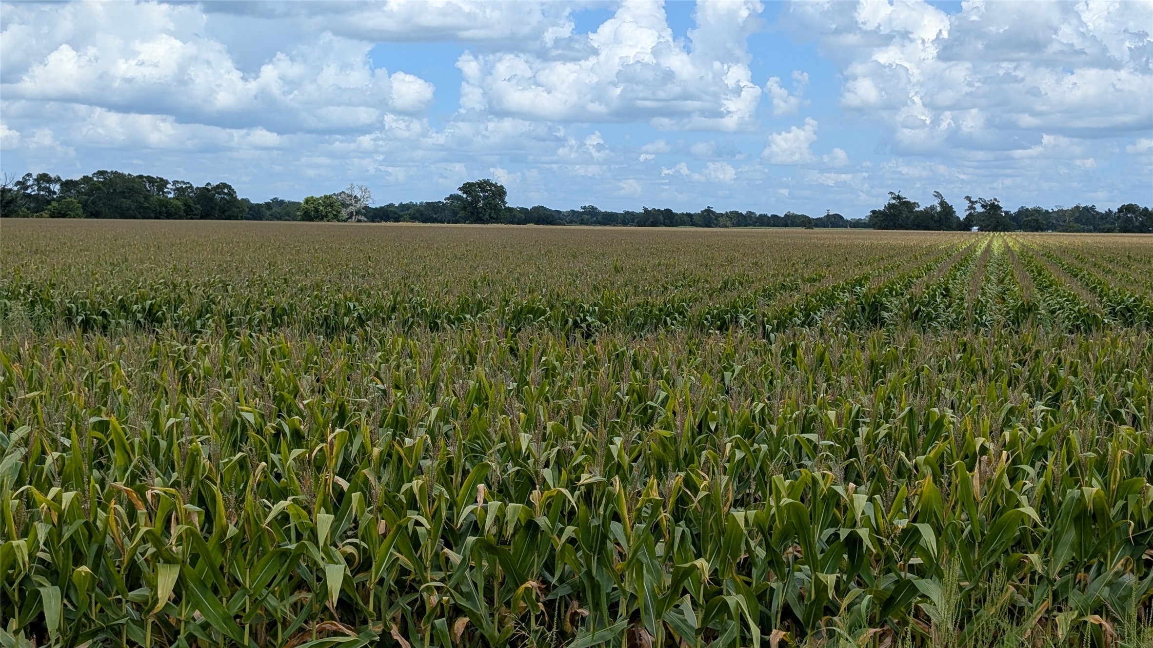 4220 Lees Lane Wharton, TX 77488 - Photo 9 of 9 a view of lake with green space