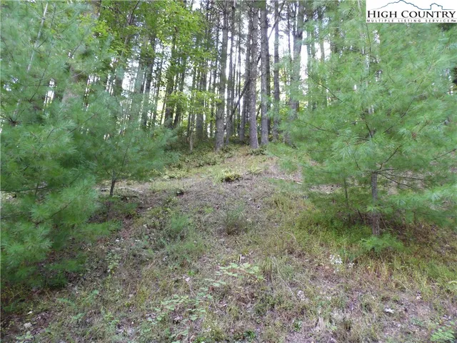 a view of a lush green forest