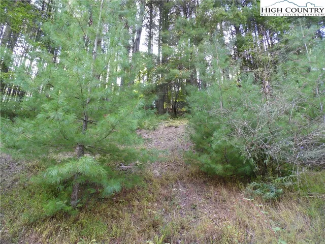 a view of a forest with lots of trees