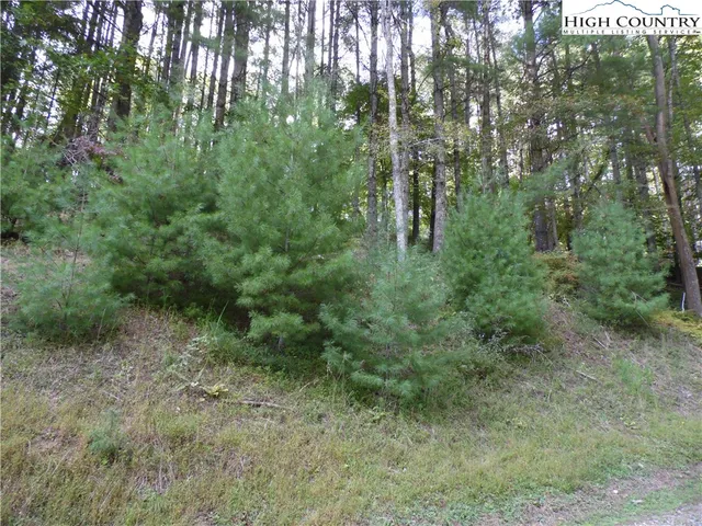 a view of a forest filled with trees