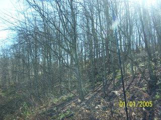 5486 Rough Creek Road London, KY 40744 - Photo 5 of 7 Photo 5