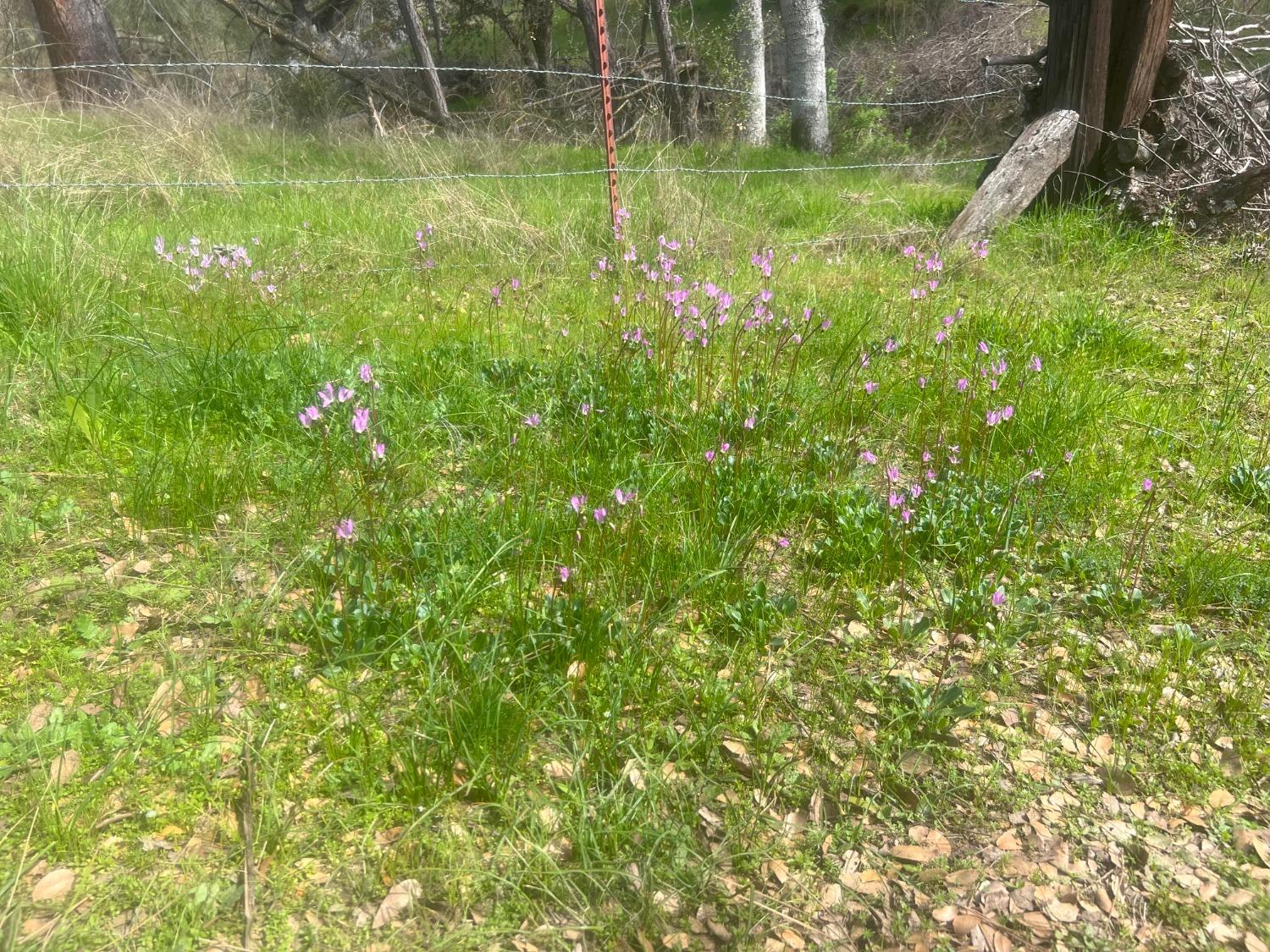 140040 Vincent Fire Road Tollhouse, CA 93667 - Photo 13 of 30 a garden view