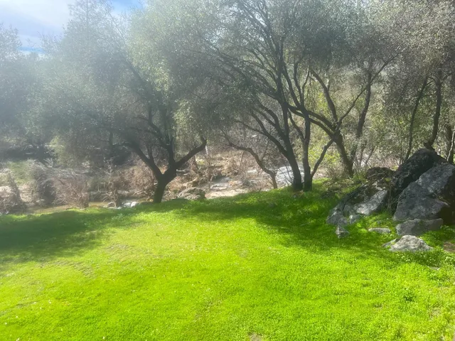 a view of a trees from a yard