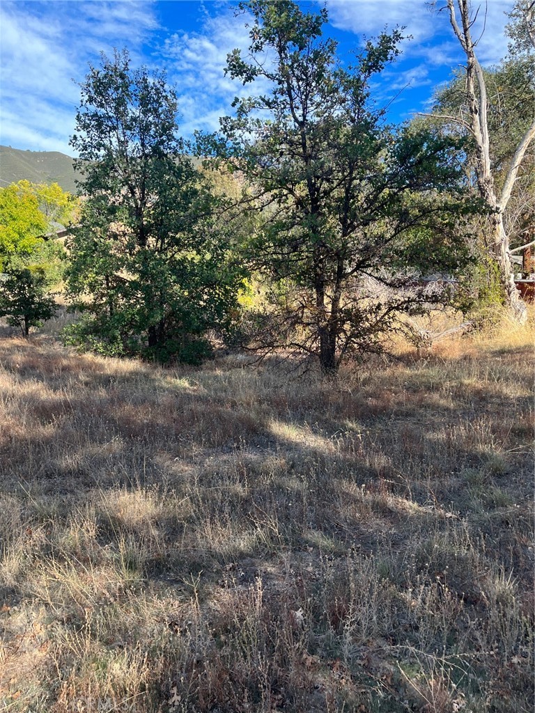 a view of a tree in a yard