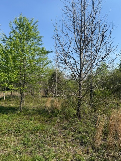 185 Scott Orchard Road Taft, TN 38488 - Photo 3 of 18