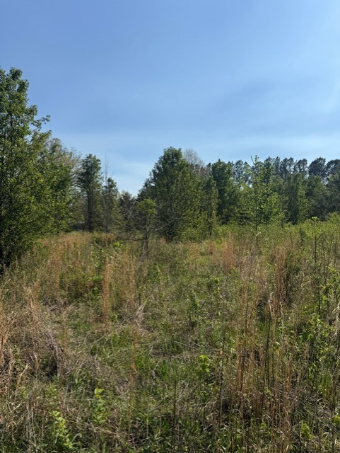 185 Scott Orchard Road Taft, TN 38488 - Photo 4 of 18