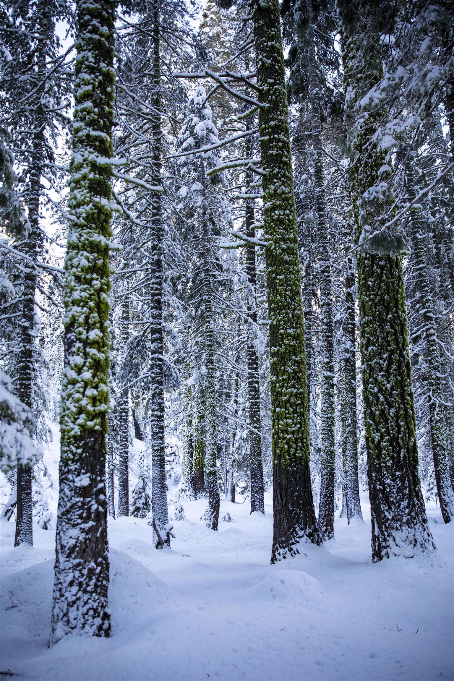 Xxxxx Alpine Meadows Road Olympic Valley, CA 96146 - Photo 12 of 20 a view of outdoor space and yard