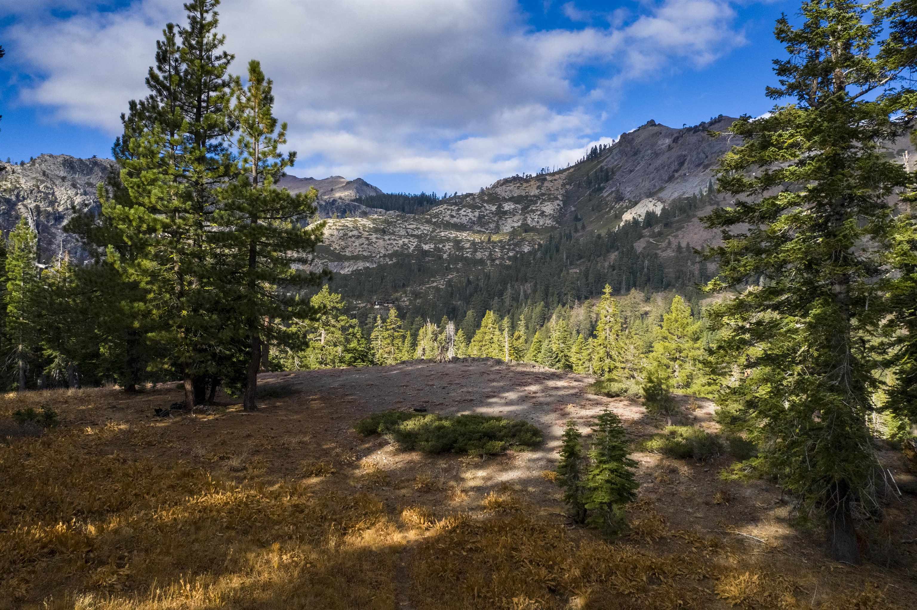 Xxxxx Alpine Meadows Road Olympic Valley, CA 96146 - Photo 6 of 20 a view of a yard with a tree