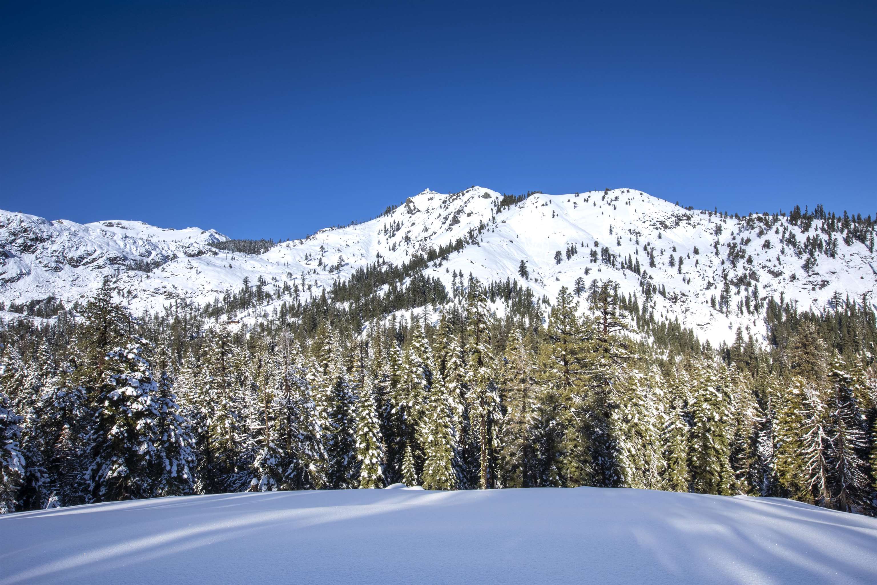 Xxxxx Alpine Meadows Road Olympic Valley, CA 96146 - Photo 10 of 20 a view of a large tree