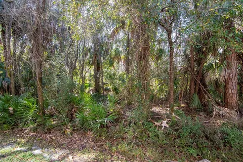 a view of a forest with lots of trees