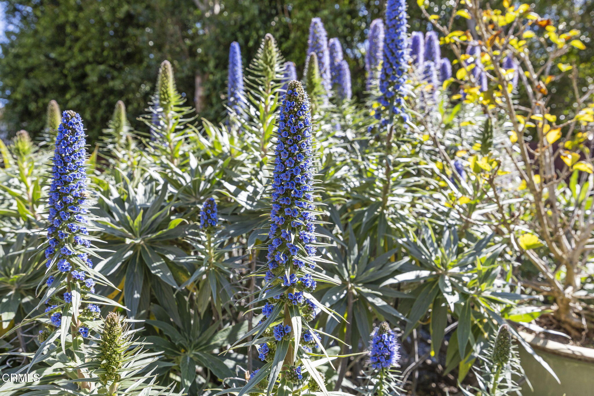 2220 Devonshire Drive Oxnard, CA 93030 - Photo 33 of 35 Backyard flowers