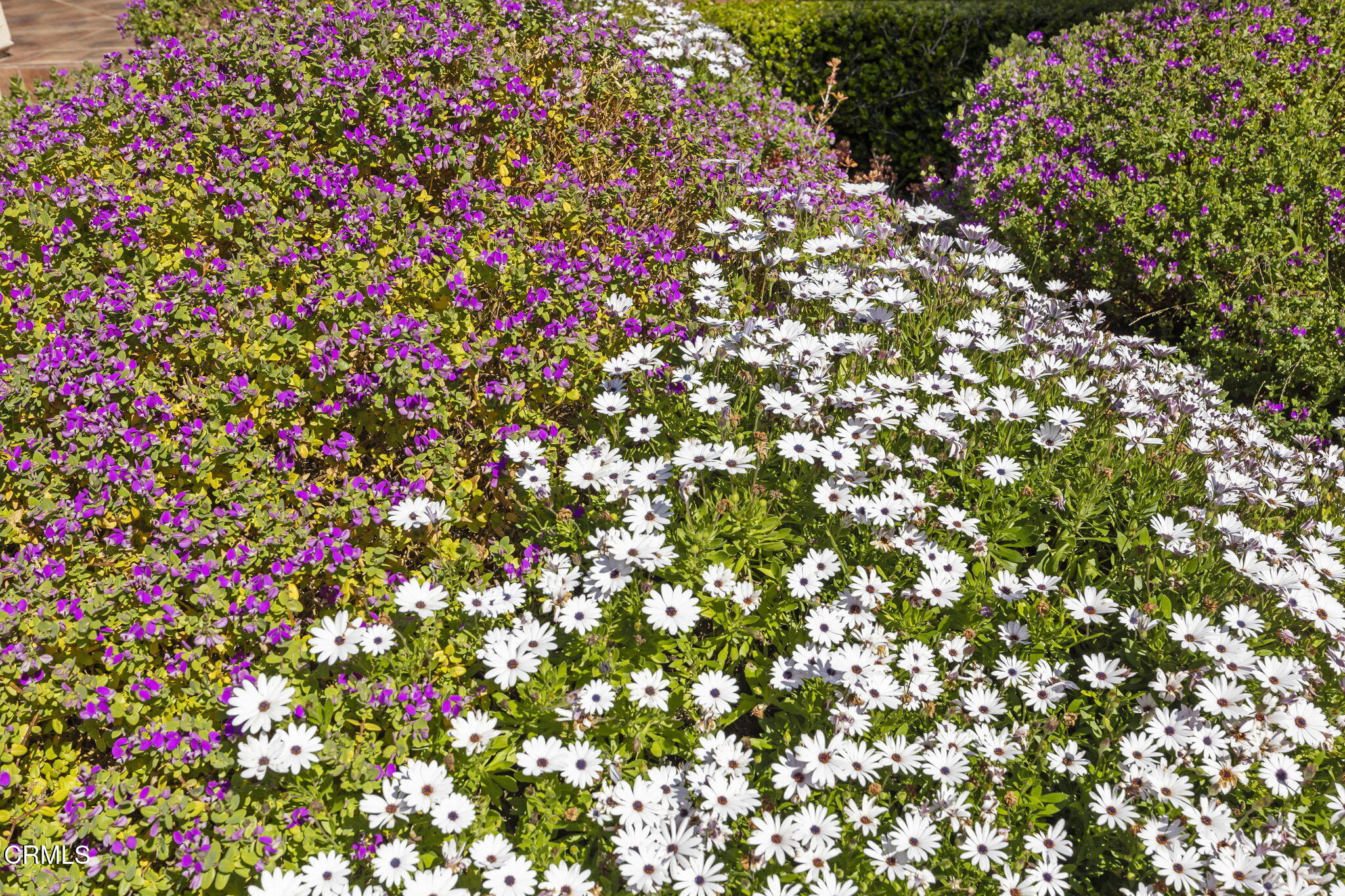 2220 Devonshire Drive Oxnard, CA 93030 - Photo 34 of 35 Backyard flowers