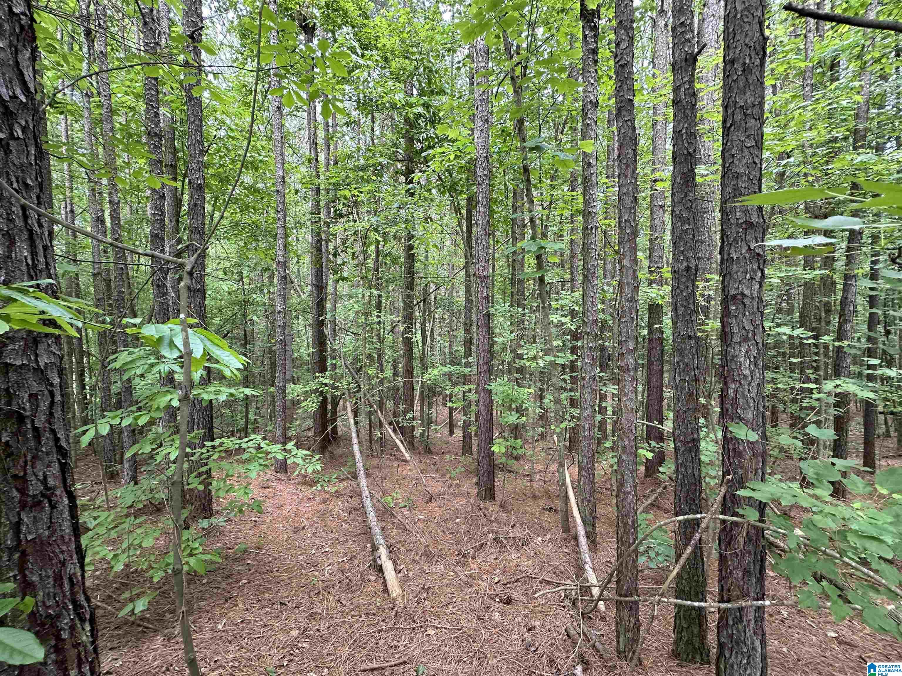 0 County Road 3 Delta, AL 36258 - Photo 4 of 4