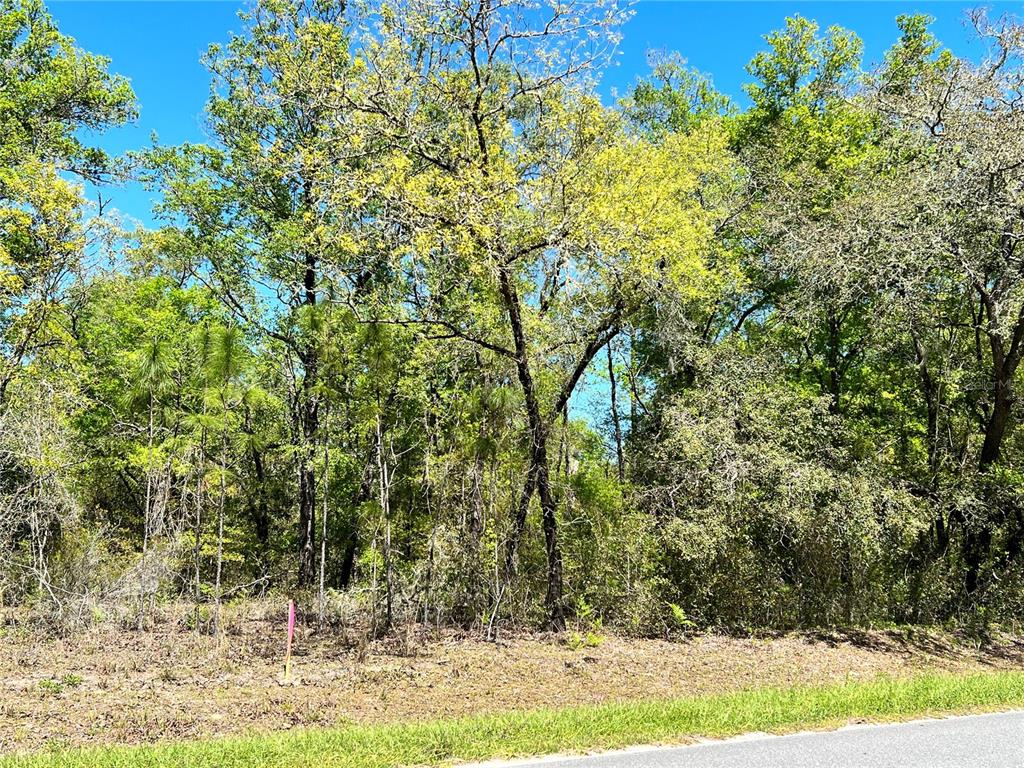 80 Northeast Ne Street Bronson, FL 32621 - Photo 1 of 1 a view of a yard