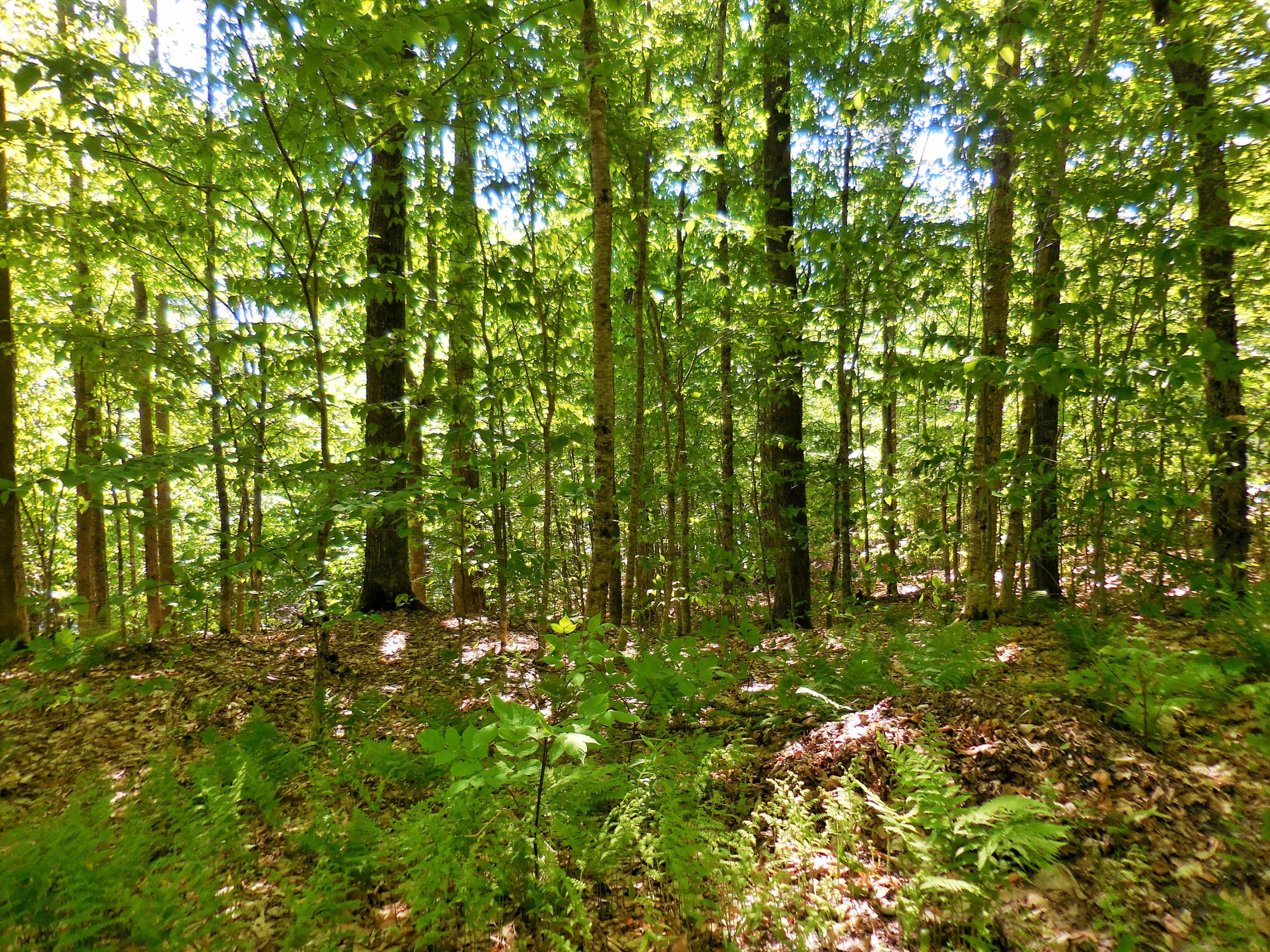 Lot 12 Shues Lane Ripley, ME 04930 - Photo 2 of 8 DSCN2098