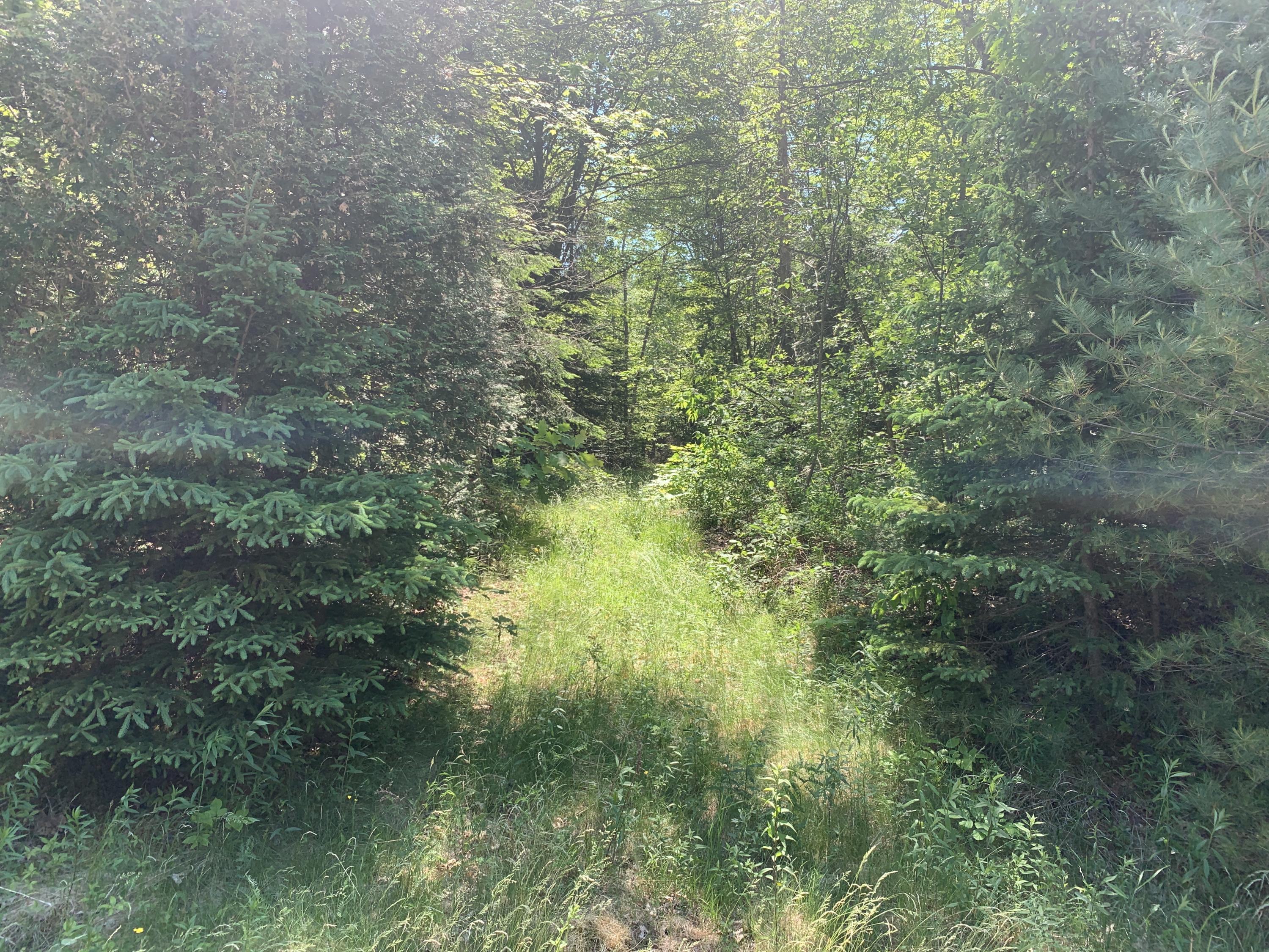 694 South River Road Calais, ME 04619 - Photo 88 of 90 Peaceful private woods walk