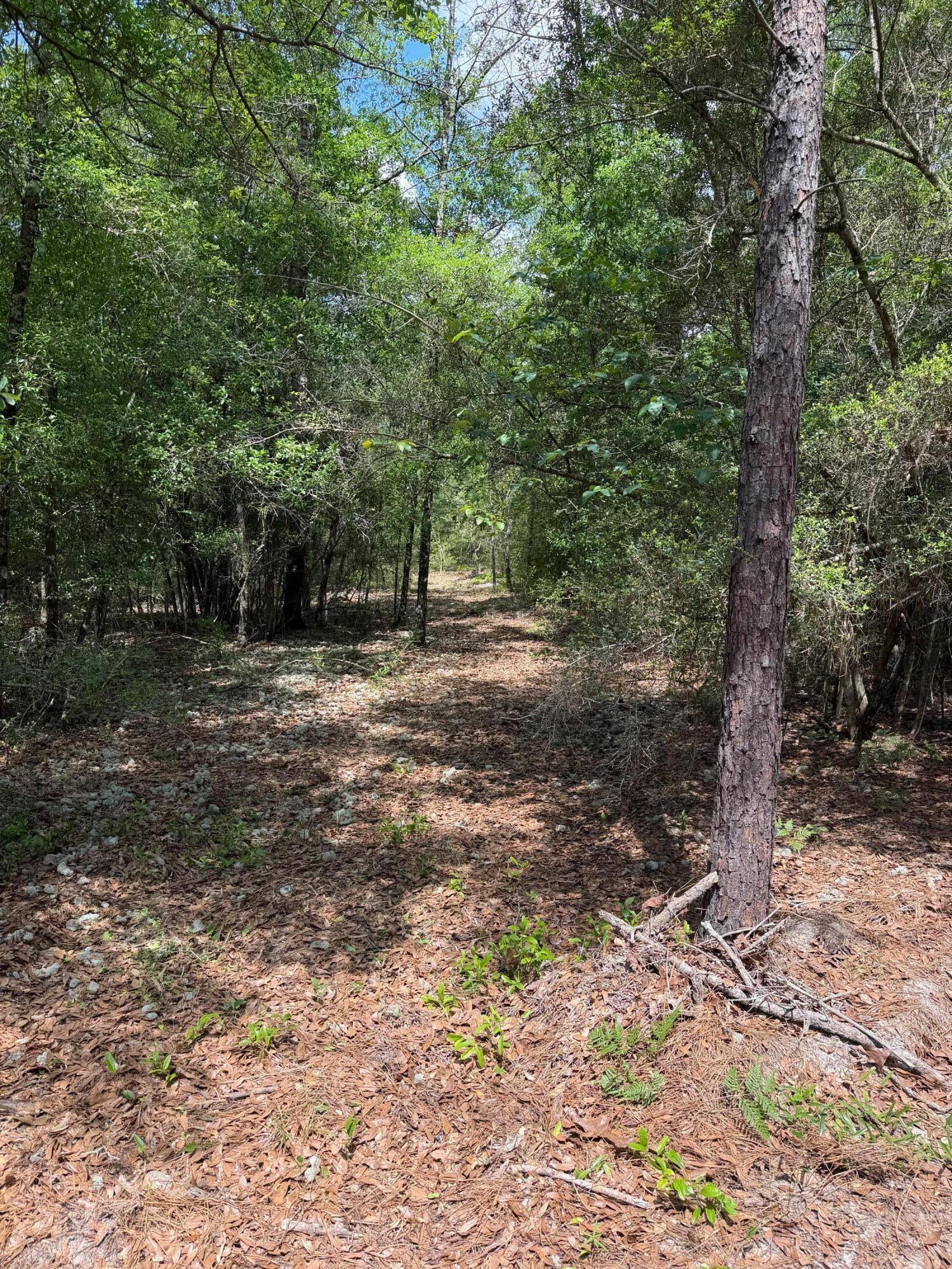 0 Laird Road Crestview, FL 32539 - Photo 20 of 59 IMG_0669