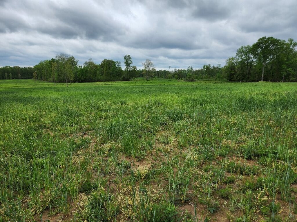0 Indian Creek Road Huntland, TN 37345 - Photo 1 of 4 a view of a big yard with a house in the background
