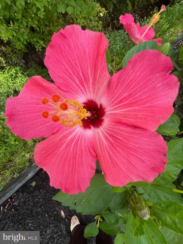 $639,900 | 38610 Sunflower Street, Millville, DE 19967