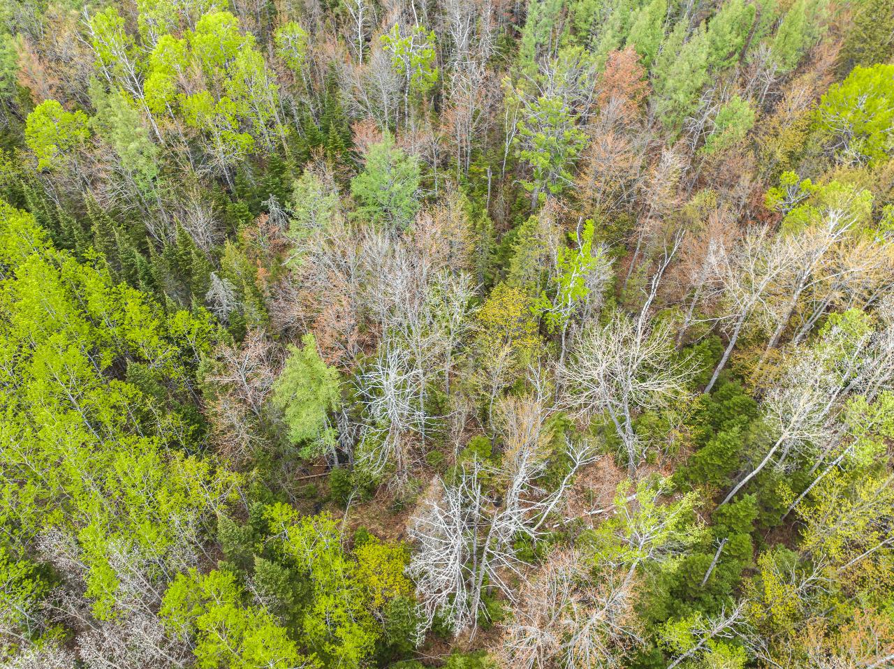 On Spruce Lane Eagle River, WI 54521 - Photo 5 of 8 Gallery Image 5