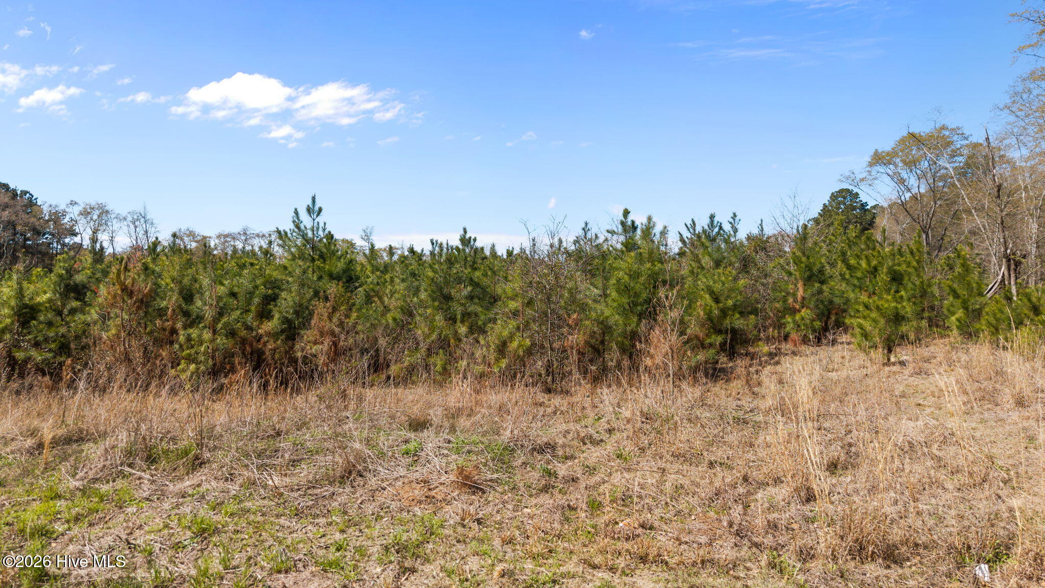 Tbd Scholl Road Hamlet, NC 28345 - Photo 6 of 12 SCHOLL ROAD LAND - 15+ ACRES