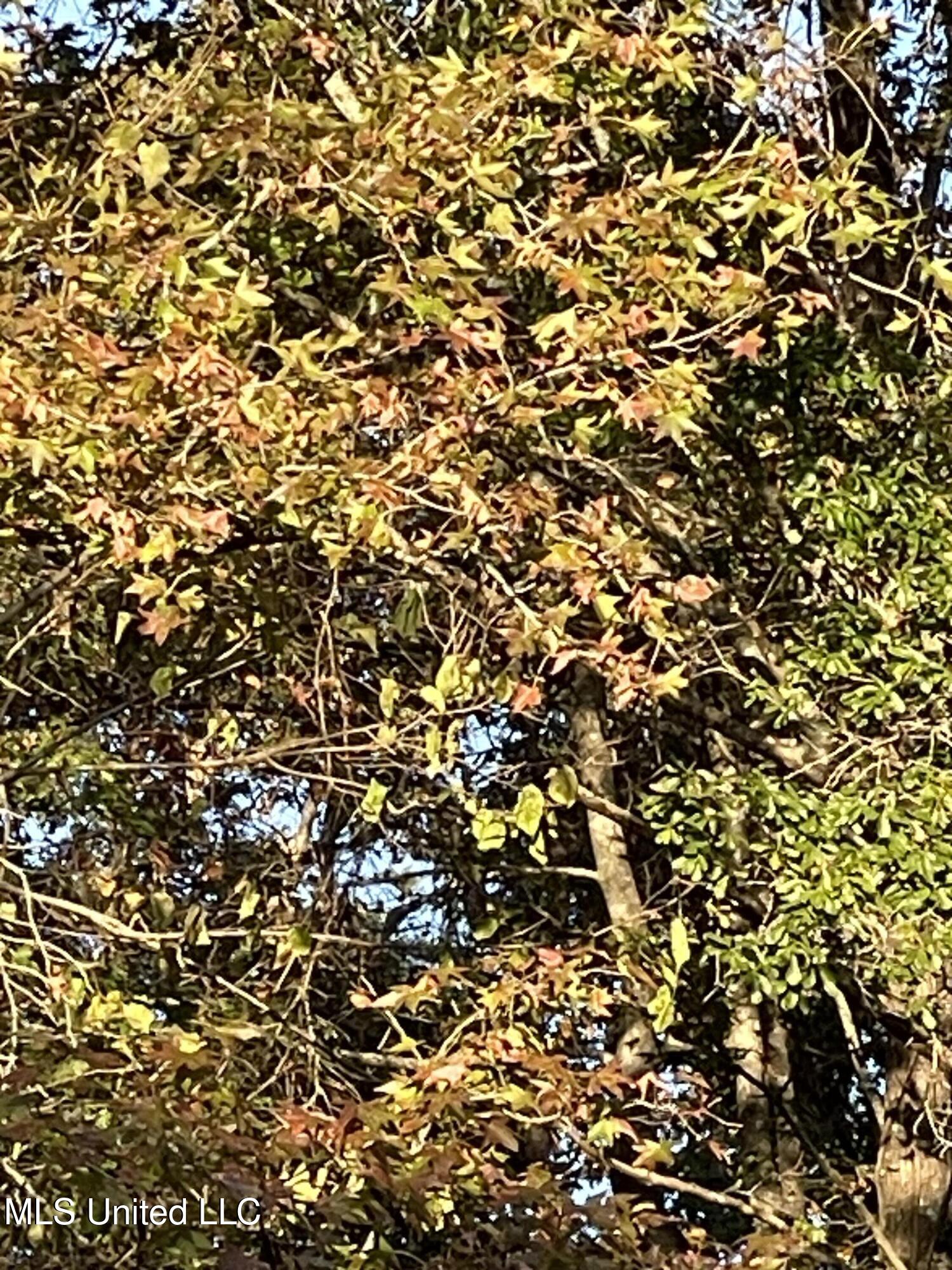 3648 Molestage Slack Road Pickens, MS 39146 - Photo 8 of 21 IMG_1352