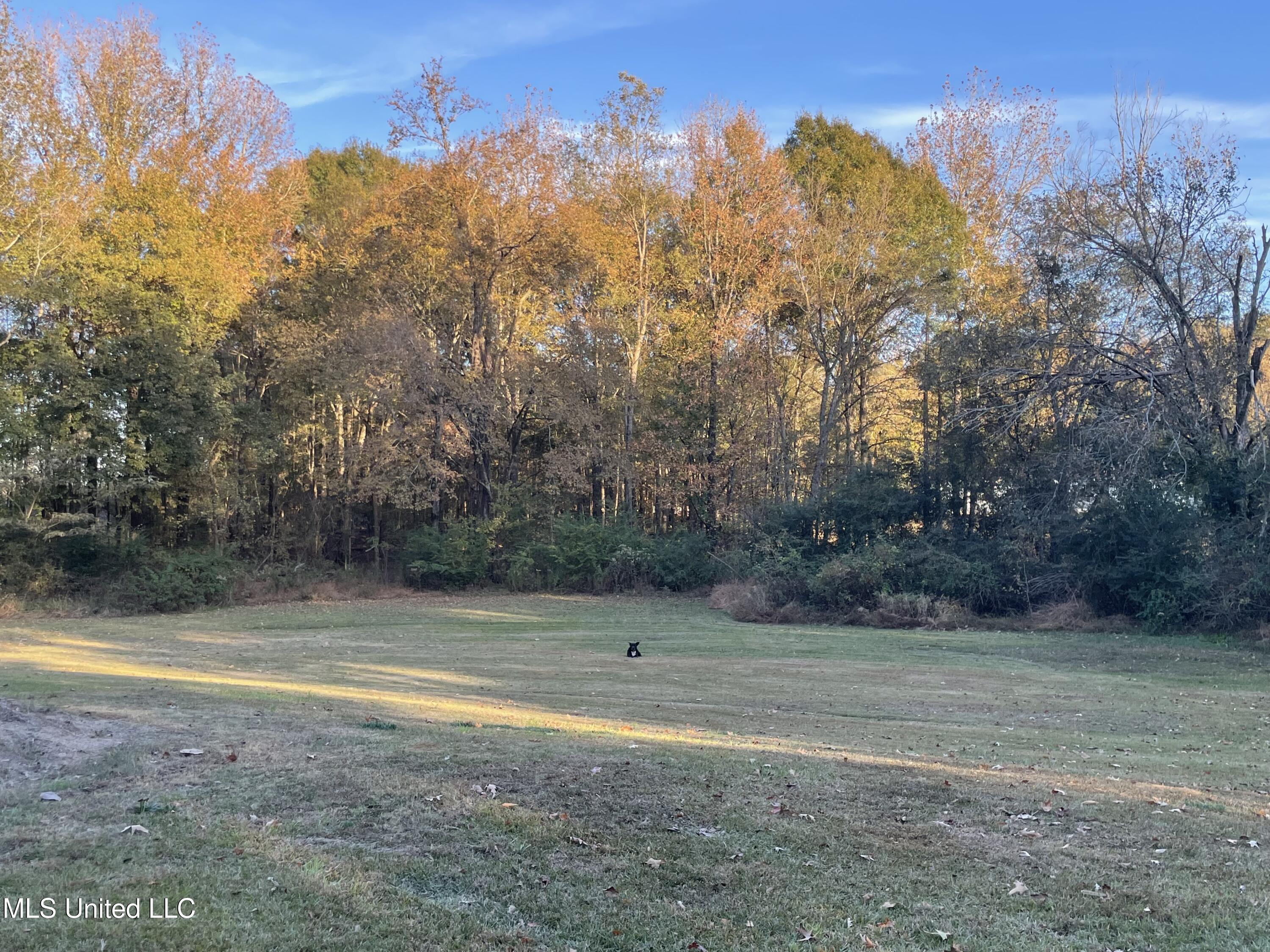 3648 Molestage Slack Road Pickens, MS 39146 - Photo 9 of 21 IMG_1339