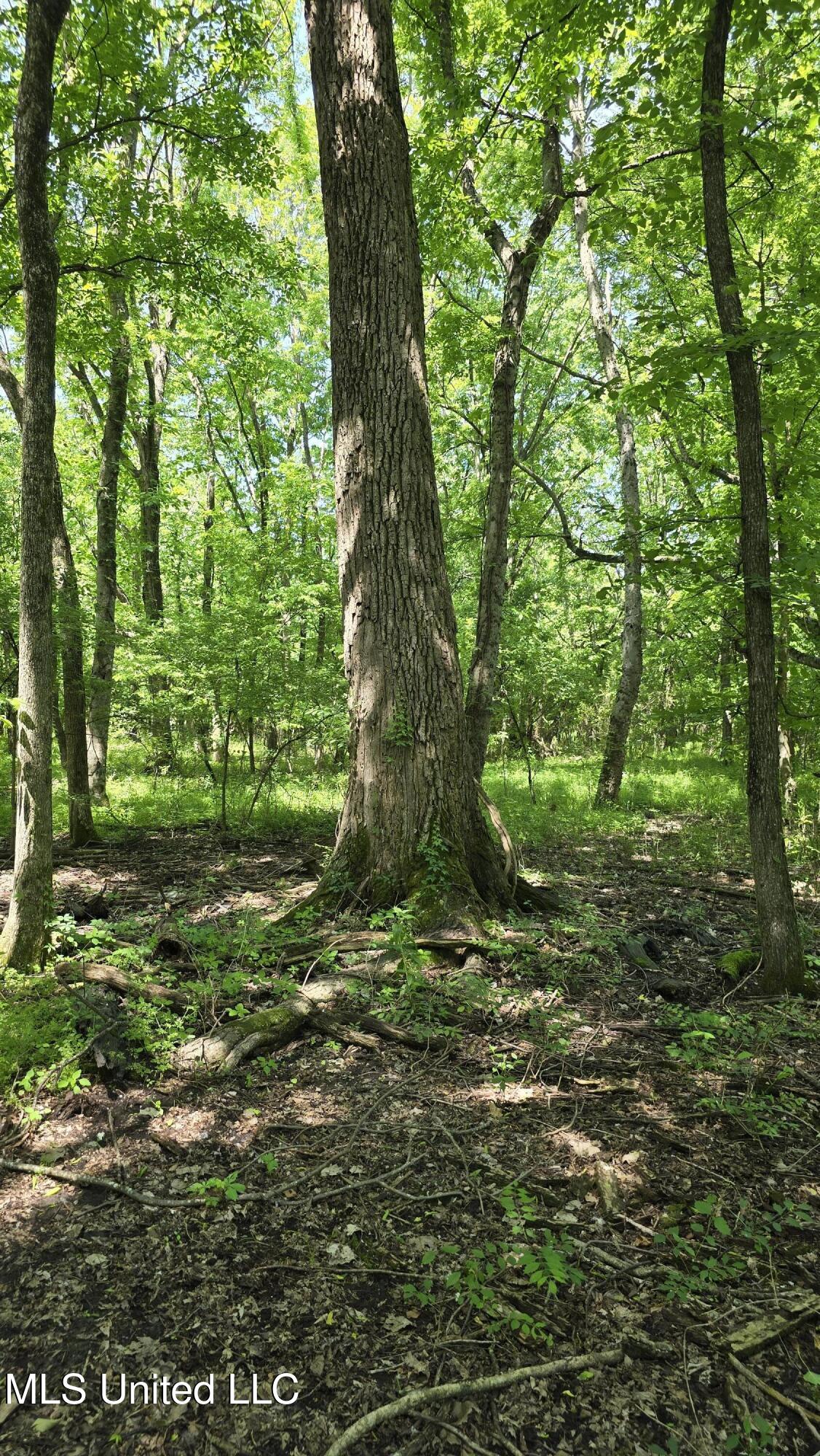 Malvina Road Rosedale, MS 38769 - Photo 14 of 24 20250428_114315