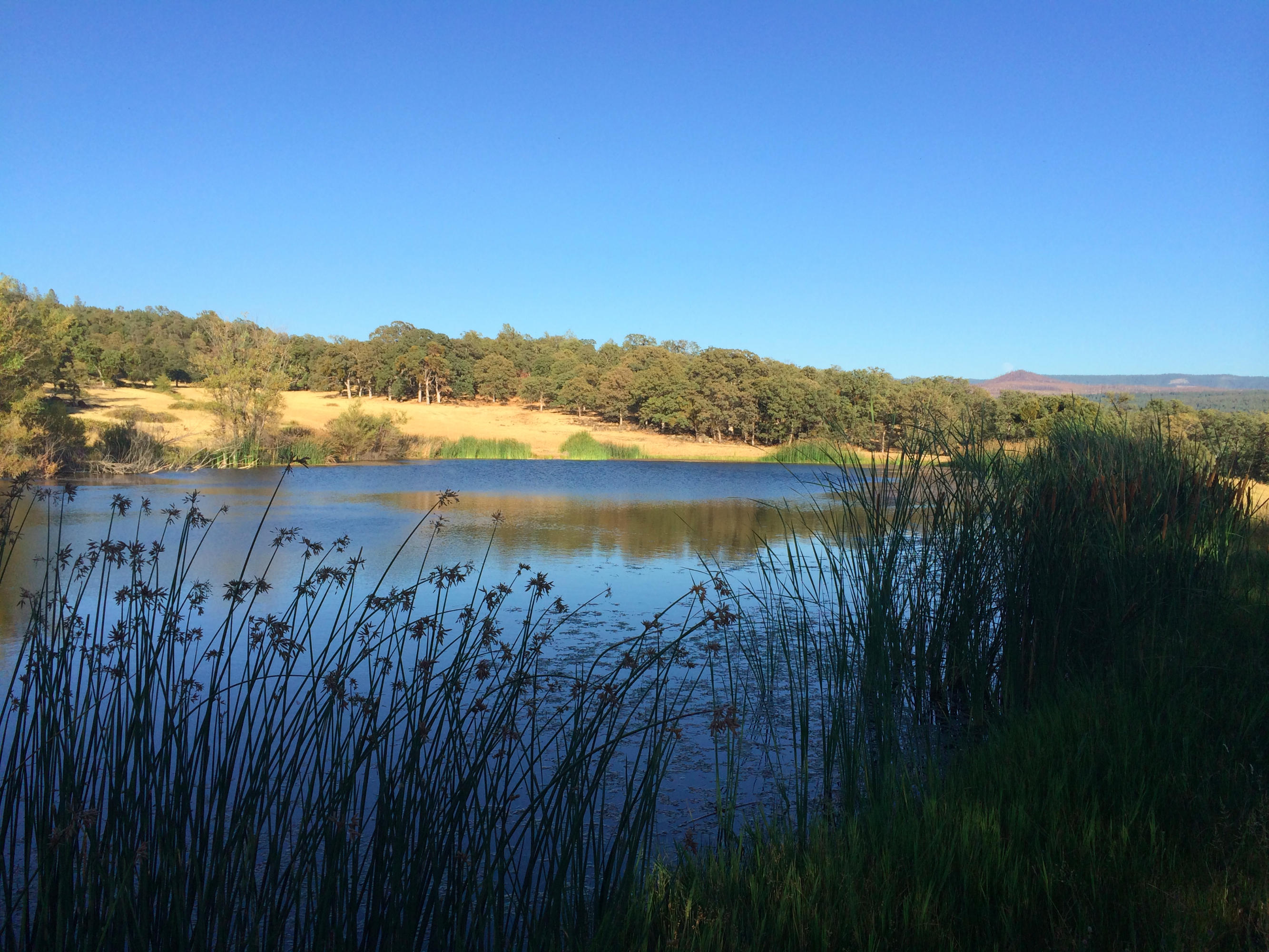 4955 Wilson Hill Road Manton, CA 96059 - Photo 18 of 89 IMG_8010