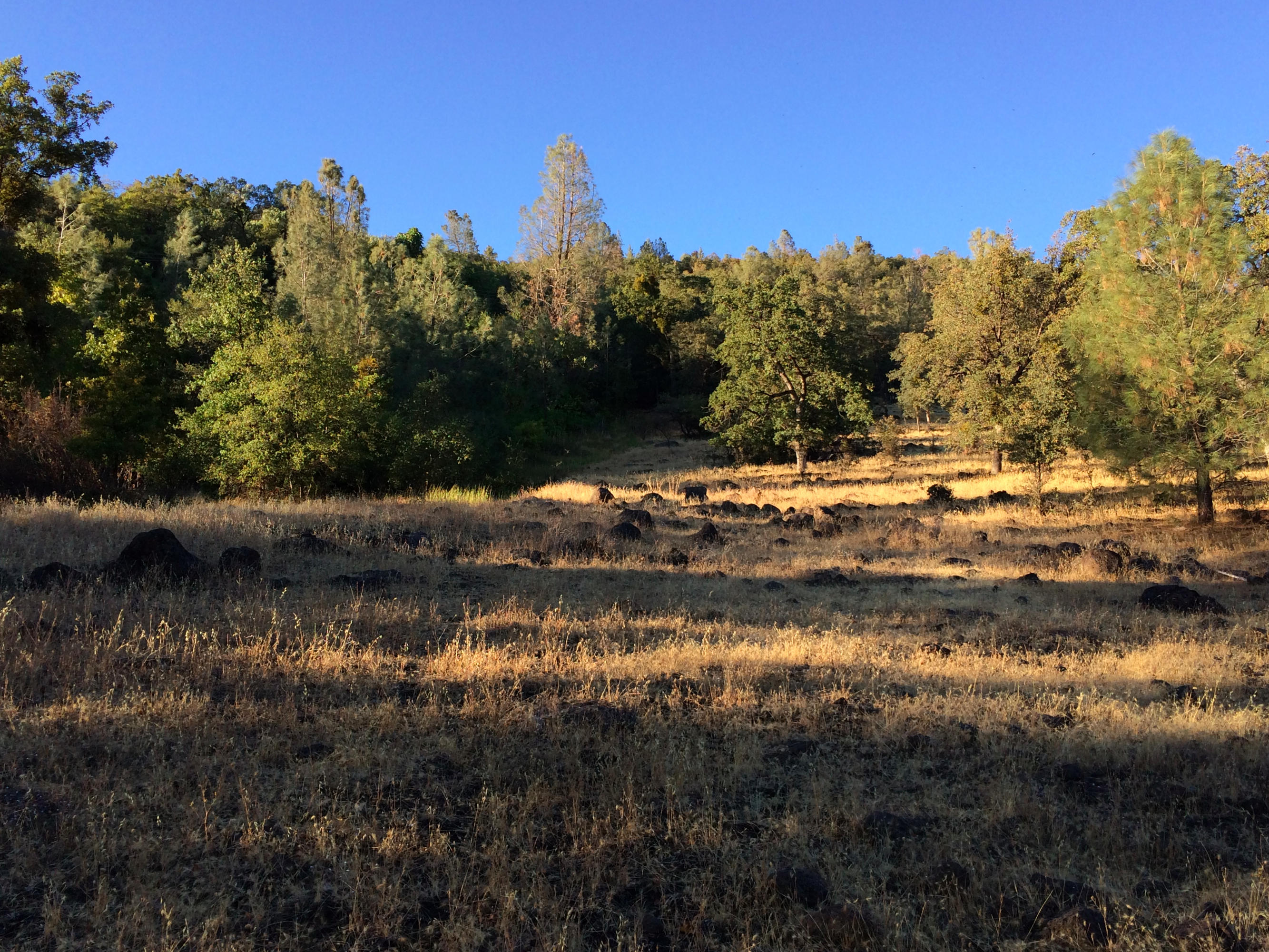 4955 Wilson Hill Road Manton, CA 96059 - Photo 34 of 89 IMG_8027