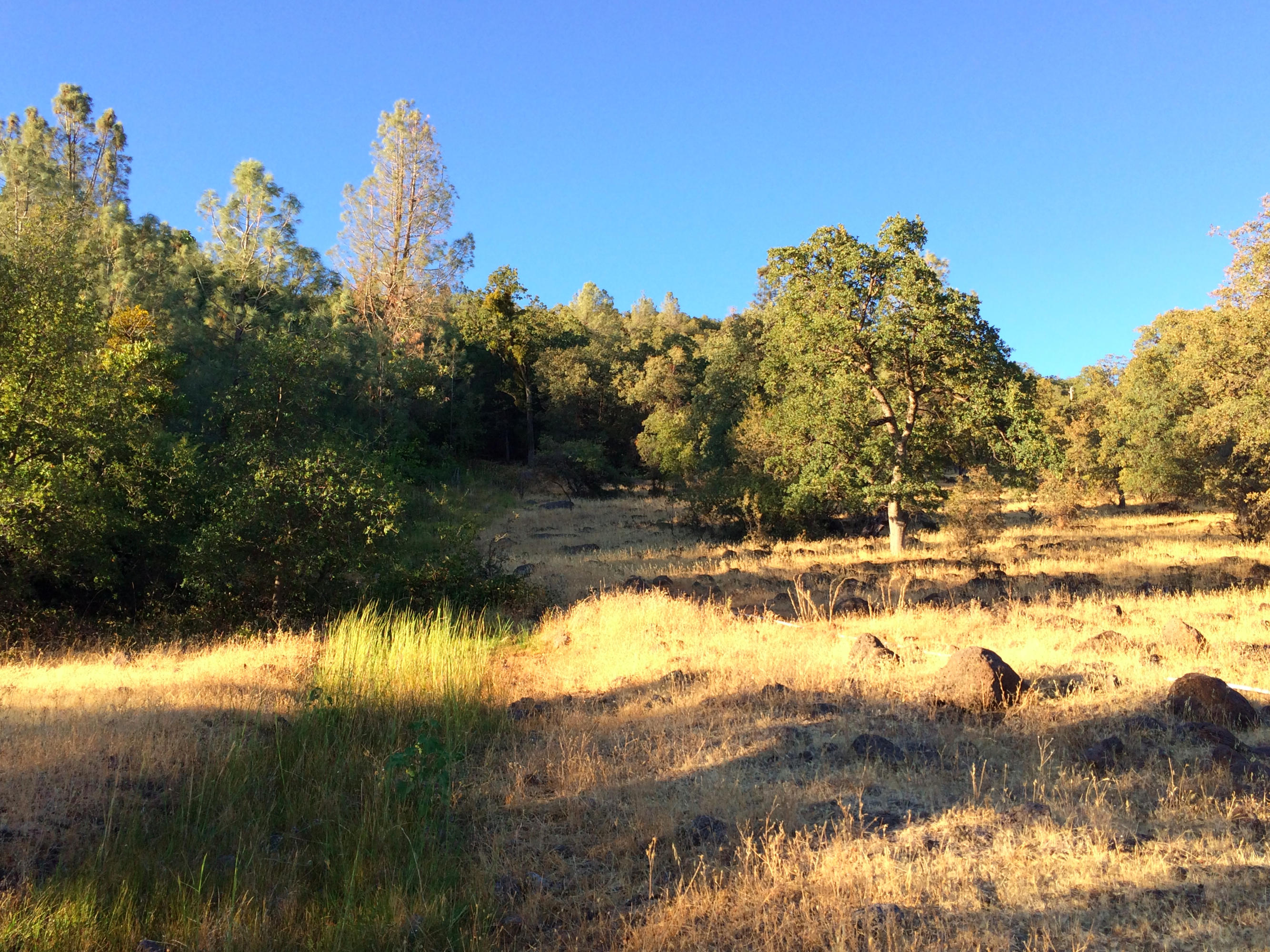 4955 Wilson Hill Road Manton, CA 96059 - Photo 36 of 89 IMG_8029