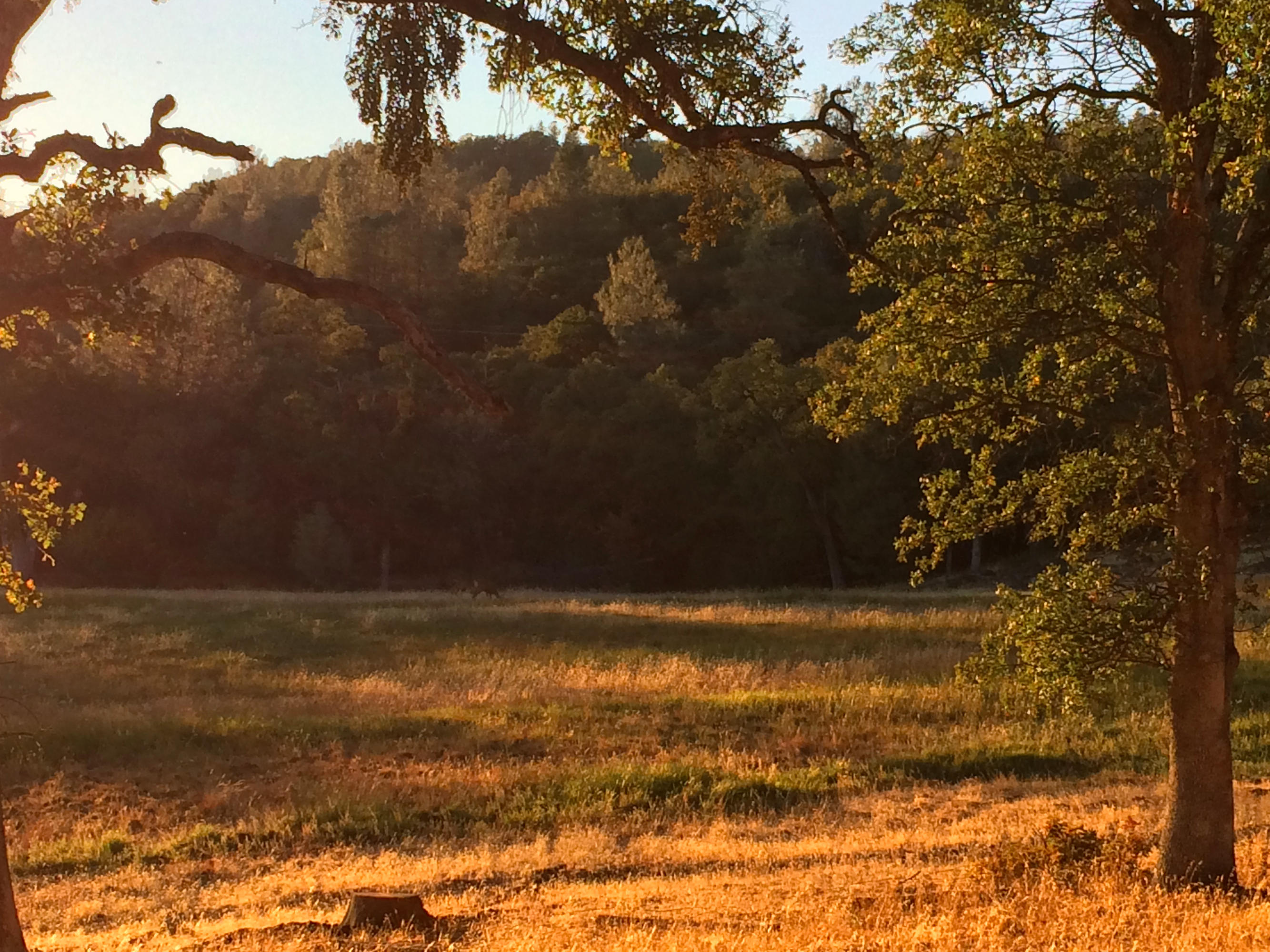 4955 Wilson Hill Road Manton, CA 96059 - Photo 50 of 89 IMG_8047