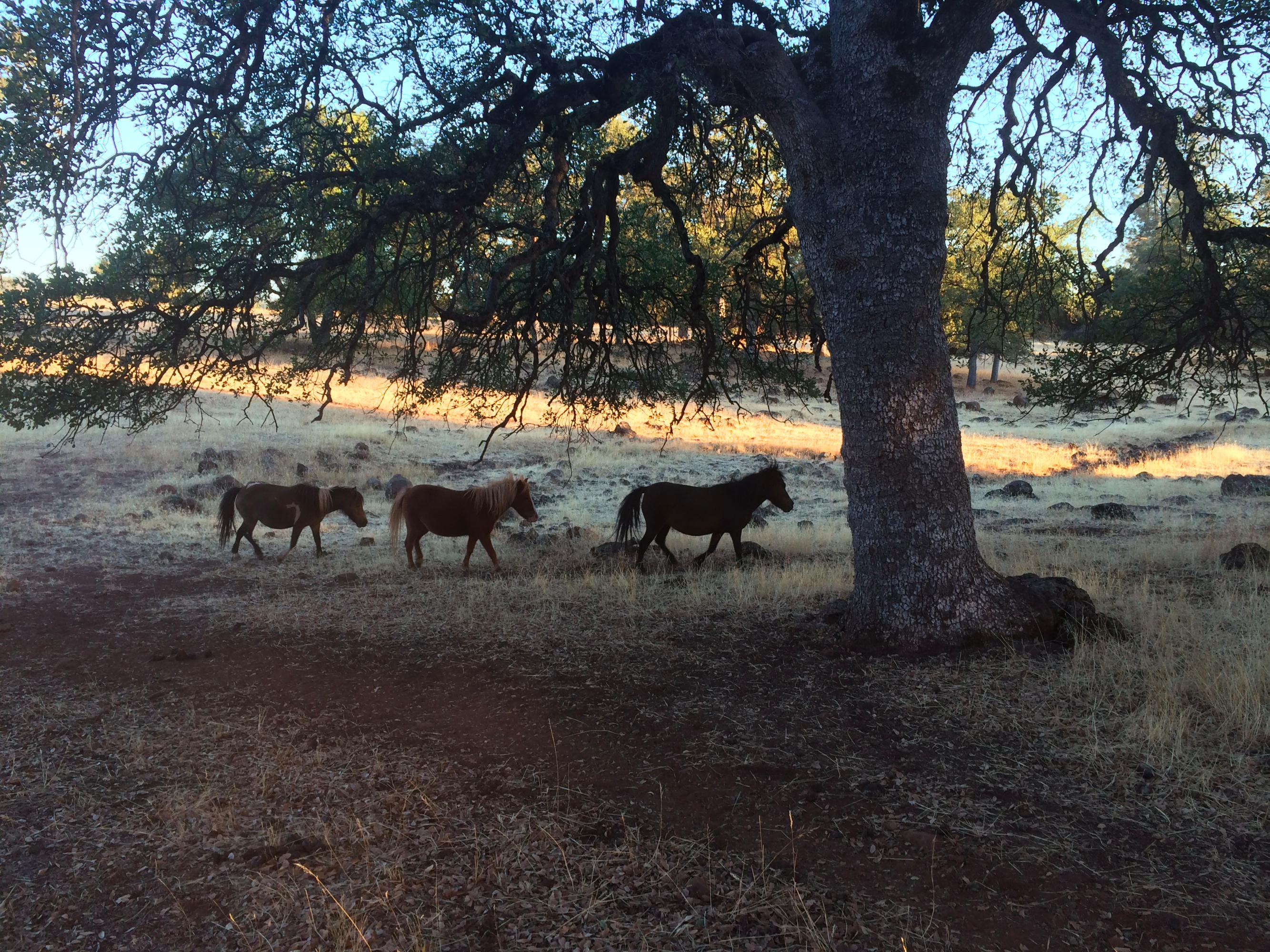 4955 Wilson Hill Road Manton, CA 96059 - Photo 54 of 89 IMG_8056