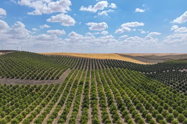 a view of a bunch of trees and sky view