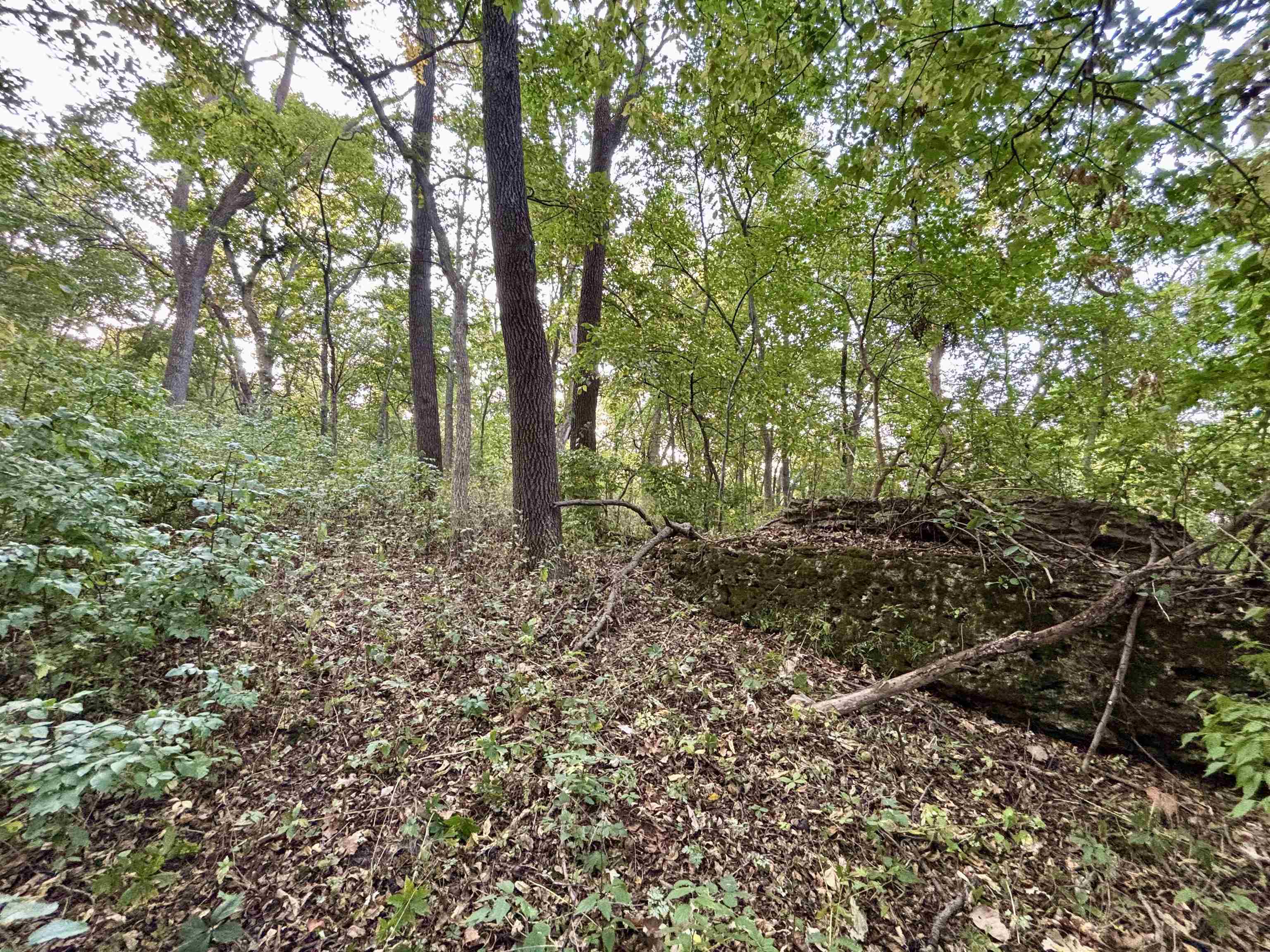 Tbd South Brown Road Stockton, IL 61028 - Photo 13 of 20 a view of a forest with trees