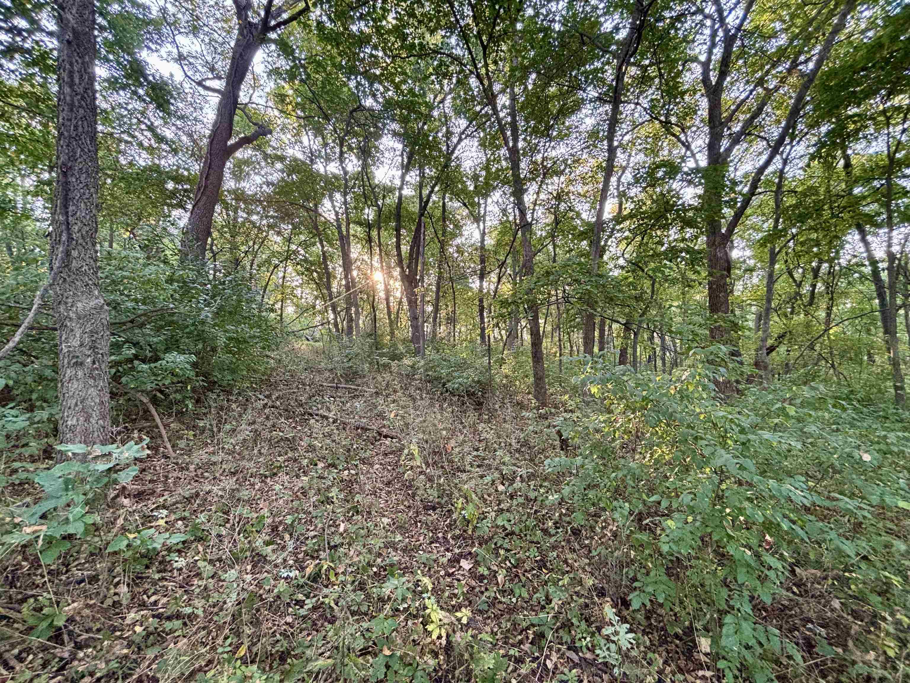 Tbd South Brown Road Stockton, IL 61028 - Photo 14 of 20 a big yard with lots of green space and deers