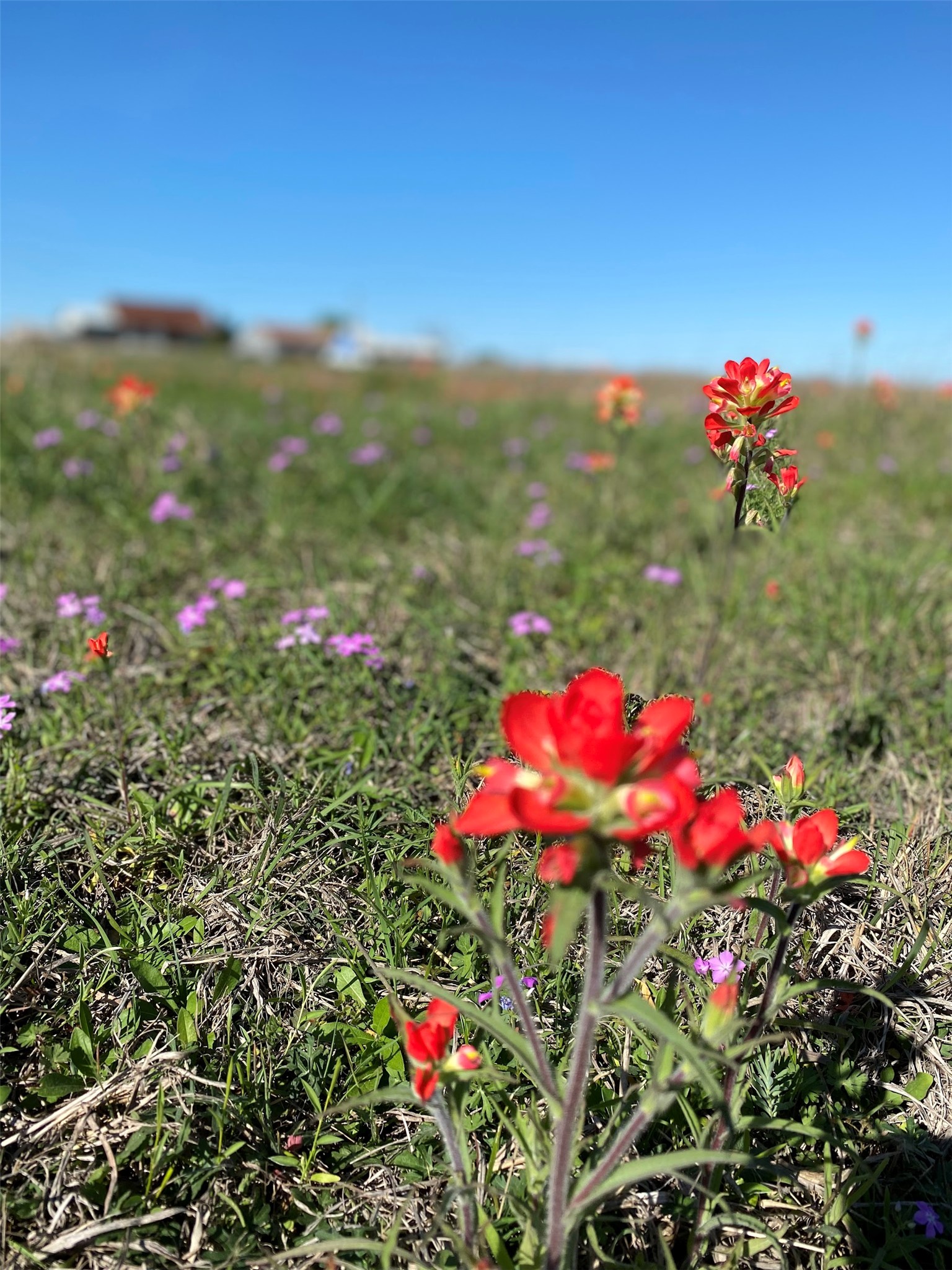 7188 Goehring Road Ledbetter, TX 78946 - Photo 12 of 14 Wildflowers