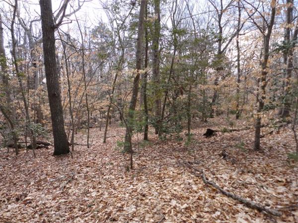 194 Pimlico Pond Road Mashpee, MA 02649 - Photo 8 of 9 a view of a forest filled with trees