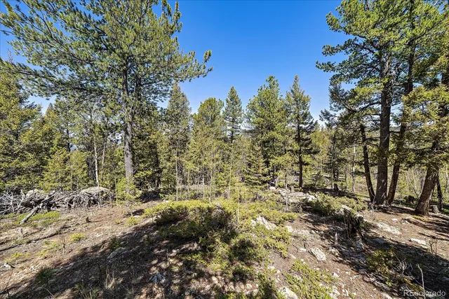a view of a forest filled with trees