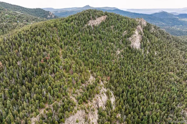 a view of a large tree
