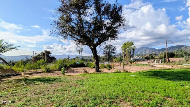 a view of a park with large trees