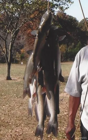 $842,500 | 180 Harris Road, Montgomery City, MO 63361