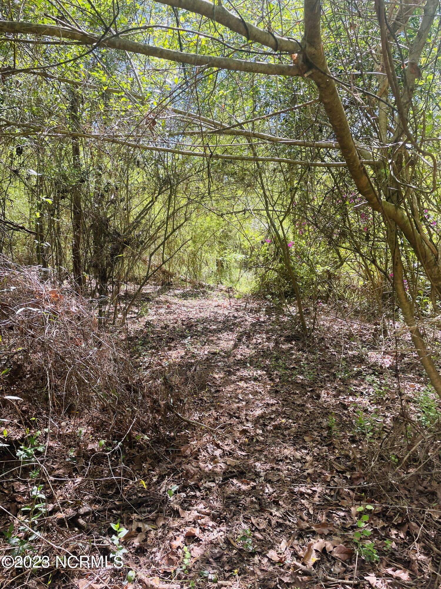 6185 Rough And Ready Road Chadbourn, NC 28431 - Photo 35 of 78 Walking path leading to the backside of the property.
