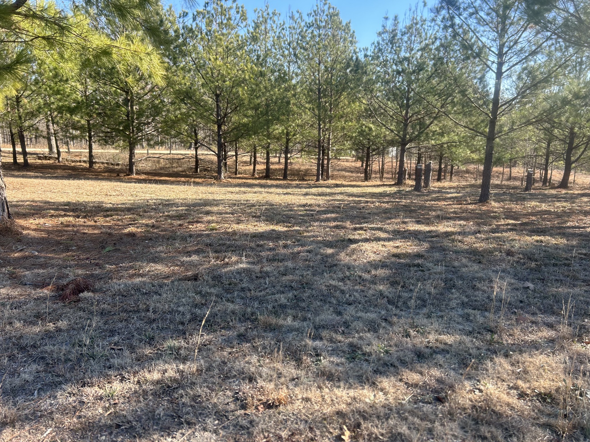 a view of road with trees