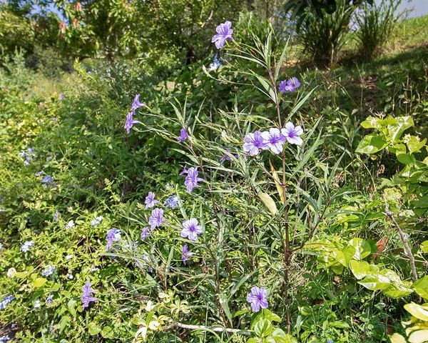 $469,000 | 1111 Spruce Ridge Court, Minneola, FL 34715