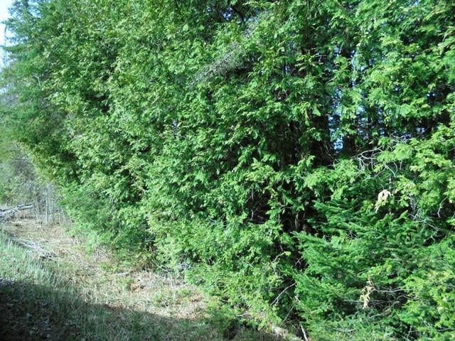 Caldwell Road Mio, MI 48647 - Photo 10 of 13 Gallery Image 10