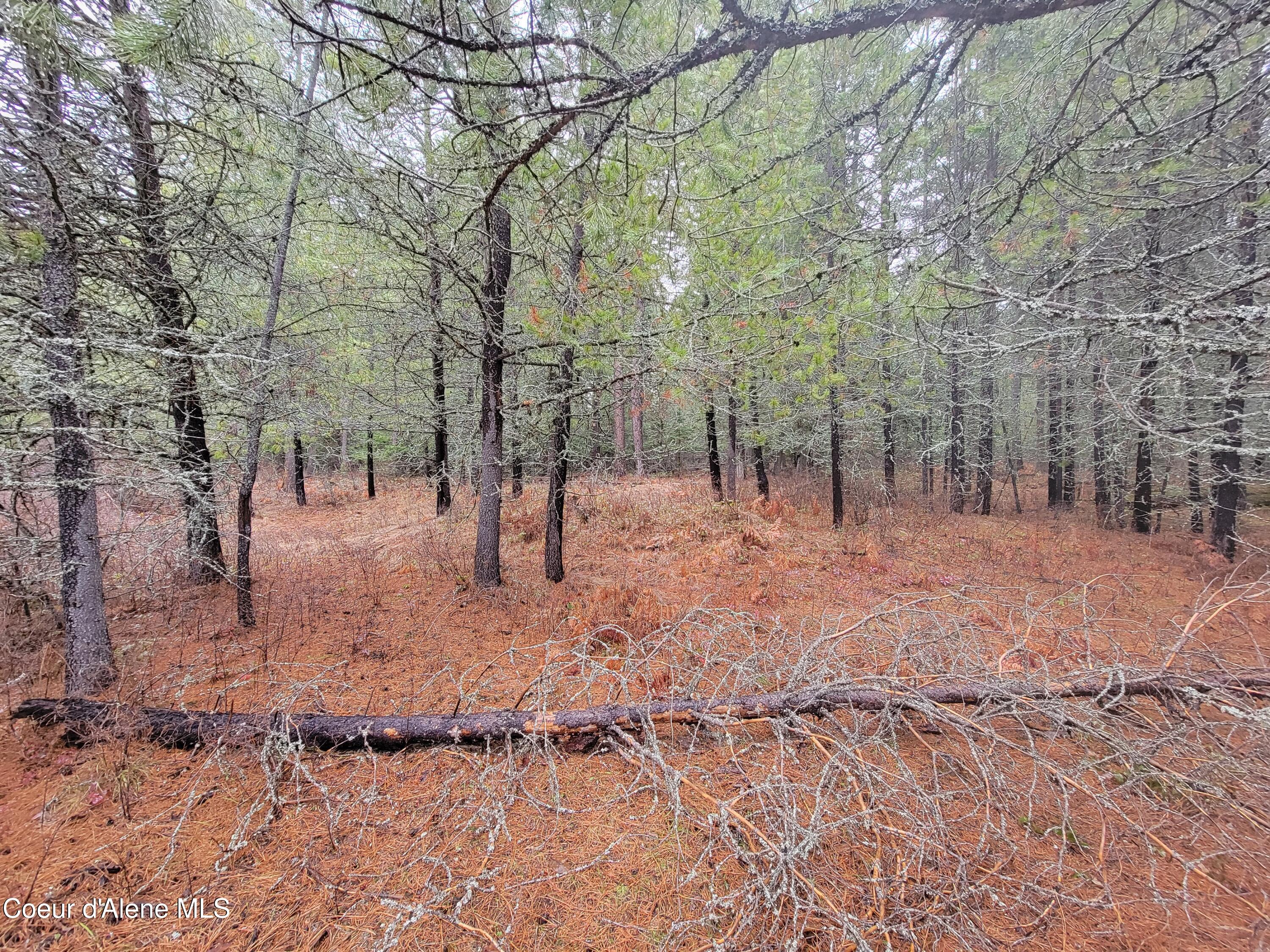 Terry Trail Priest River, ID 83856 - Photo 2 of 11 2