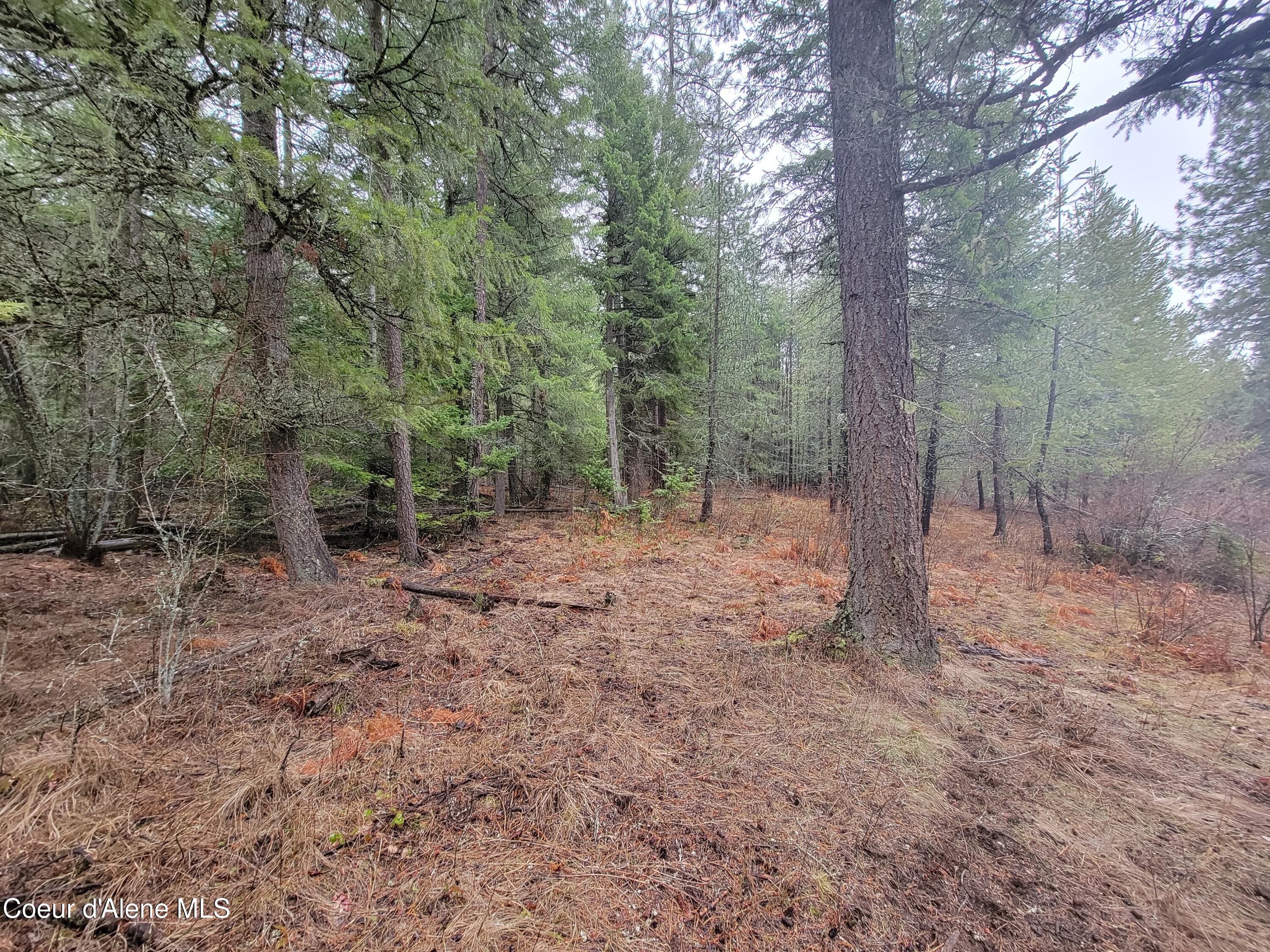 Terry Trail Priest River, ID 83856 - Photo 3 of 11 3