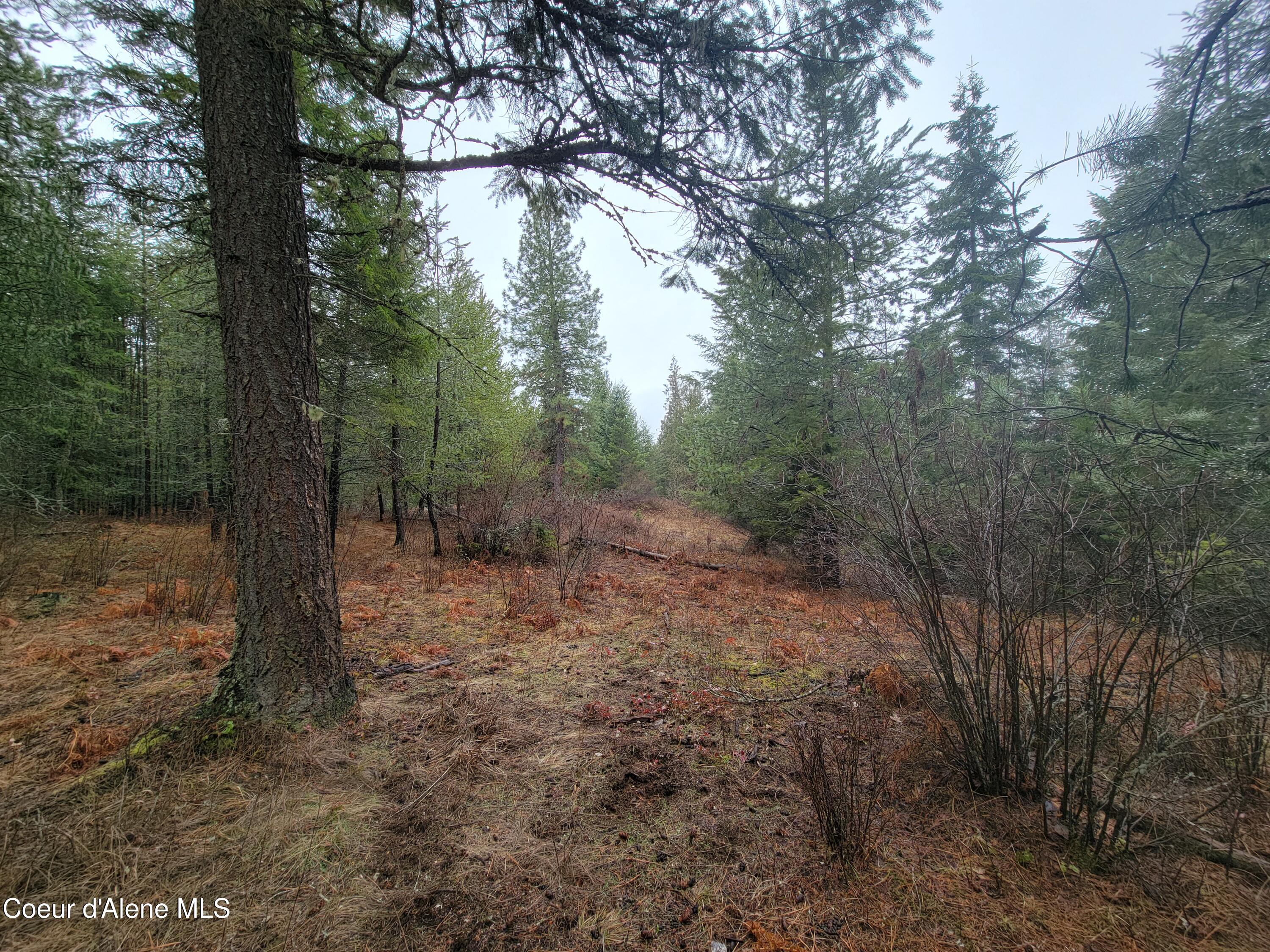 Terry Trail Priest River, ID 83856 - Photo 4 of 11 4